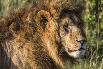 Fototapeta na wymiar Big lion lying on savannah grass.