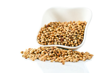 coriander on white background