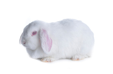 White rabbit isolated on white background.