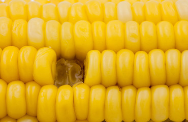 yellow corn abstract  background
