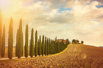 Tuscan cypress trees on the way home - 76989523