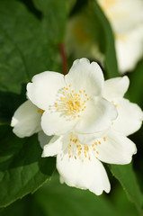 white jasmine flower on the bush