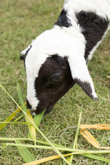 Sheep is eating on grass