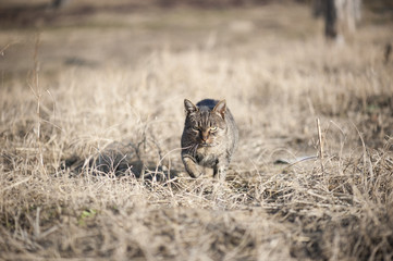 Gray cat