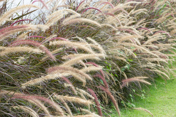 Grass flowers