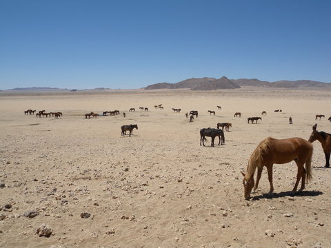 Wildpferde in der Wüste