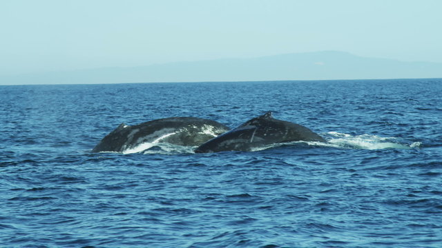 Humpback Whale tail Fluke mammal swimming coastline, California, USA
