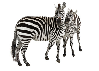 Fototapeta na wymiar The family of a Zebra
