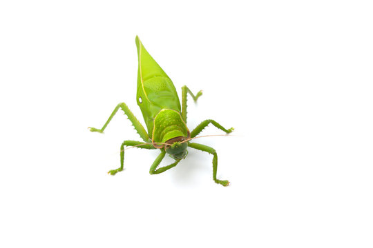 Grasshopper isolated on white background