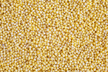 Yellow millet