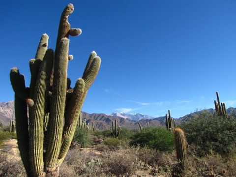 Ruta 40, La Paya, Salta
