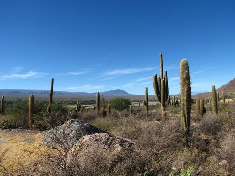 Ruta 40, La Paya, Salta