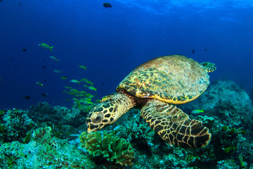 Obraz na płótnie Canvas Hawksbill Sea Turtle on coral reef