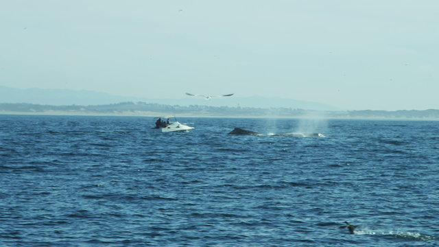 Tourists Whale watching Humpbacks ocean Pacific, California, USA