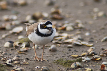 corriere piccolo (Charadrius dubius) - ritratto