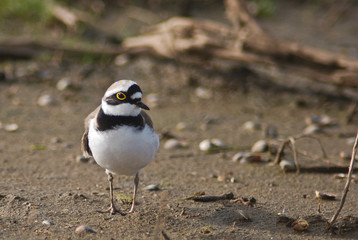 corriere piccolo (Charadrius dubius) - ritratto
