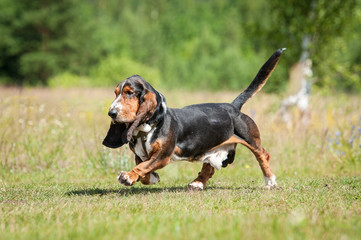 Basset hound dog running in summer - obrazy, fototapety, plakaty
