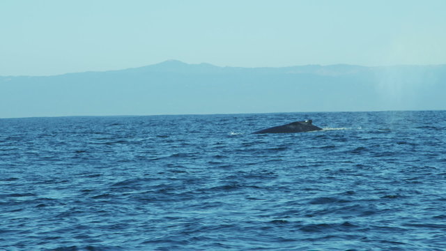 Humpback whale swimming diving tail fluke, Pacific Ocean, USA
