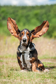 Funny Basset Hound With Ears Up