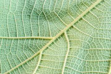 green leaf texture