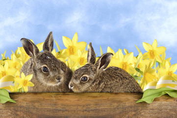 Frohe Ostern