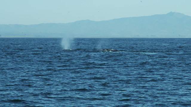 Aquatic mammal Humpback whale swimming blowhole Pacific Ocean, USA