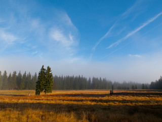 Autumn landscape with spruces