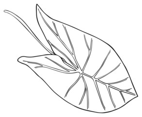Shadeful forest - tropical Colocasia leaf