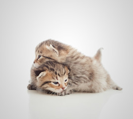 cute playful kittens on a gray background