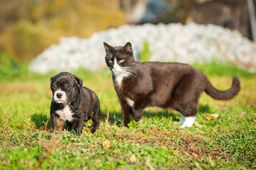 Big cat pursues a little puppy