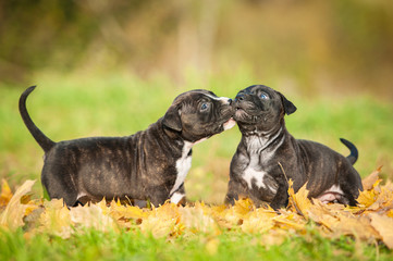 Little puppies  playing in autumn