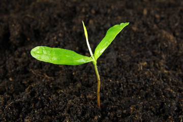 young sprout in soil