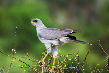 Gray Eagle in Savana