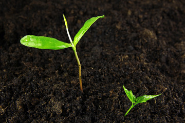 young green sprouts in soil