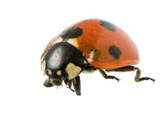 Isolated Ladybug