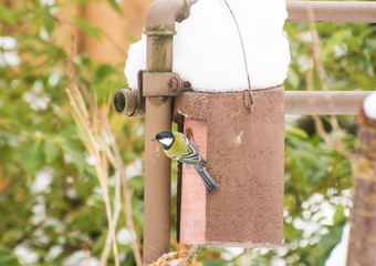 Blu Tit Bird at a Nest Box