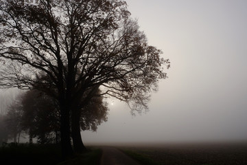 Morgennebel über den Feldern