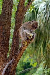 Monkey