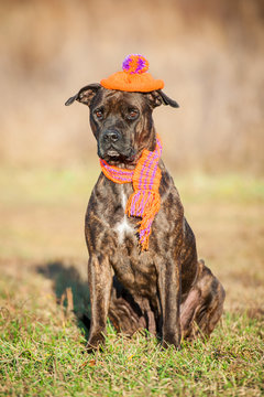 Brindle dog dressed in warm knit hat and scarf