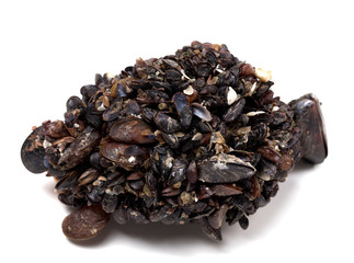 Rapana venosa completely covered with mussels