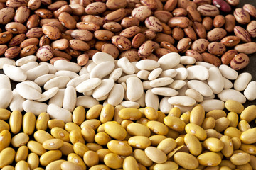 different pinto beans
