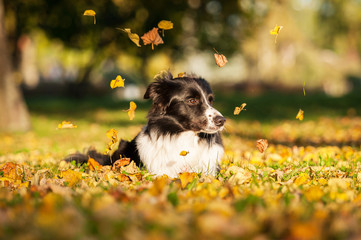 Portrait of border collie lying on lawn in autumn