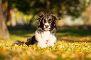 Portrait of border collie lying on lawn in autumn