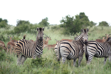 Fototapeta na wymiar Zebra Südafrika