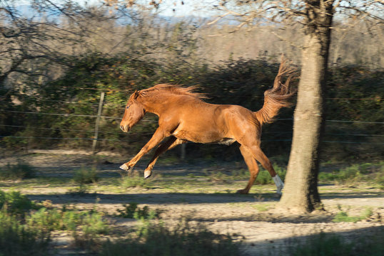 Cheval marron