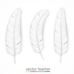 White feather on white background set.