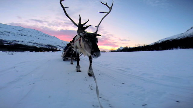 POV Reindeer sunset sledding animal working winter tourist transportation Norway