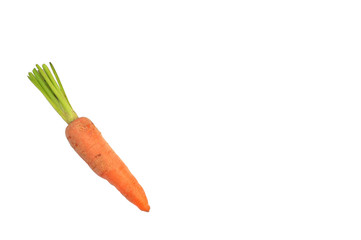 fresh baby carrot