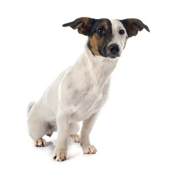 jack russel terrier