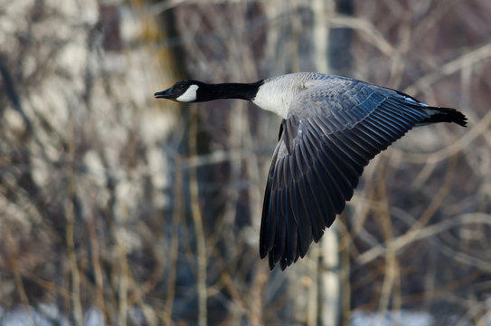 Canada Goose Flying Over a Winter River